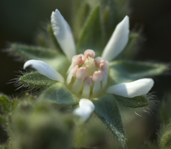 Photo taken at the UCSC Campus Natural Reserve © 2006 Dylan Neubauer. 